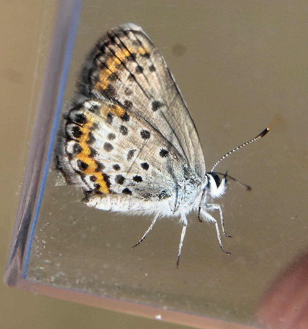 Plebejus idas? No, Plebejus argus, femmina